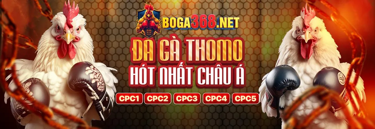 Sân đấu đá gà kịch tính tại tabet casino
